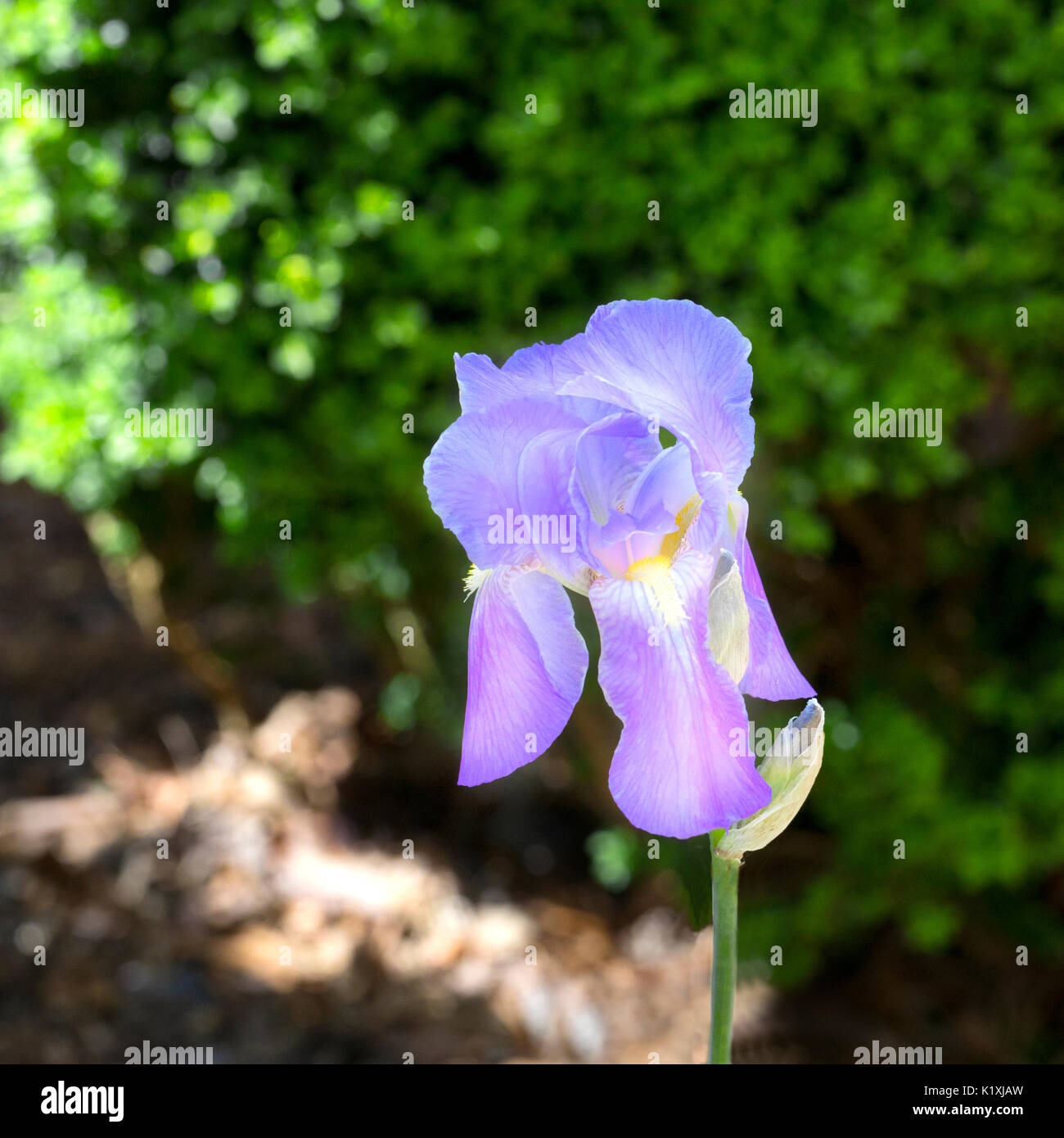 Purple iris flower blooming in springtime Stock Photo