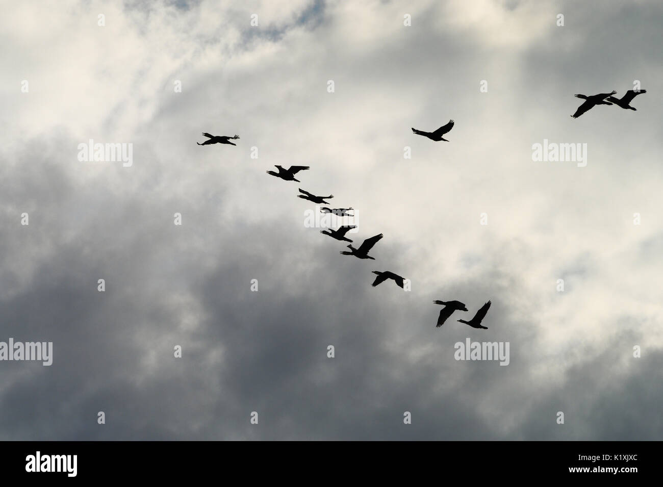 Cormorants Phalacrocorax carbo group silhouette flying high up in a V