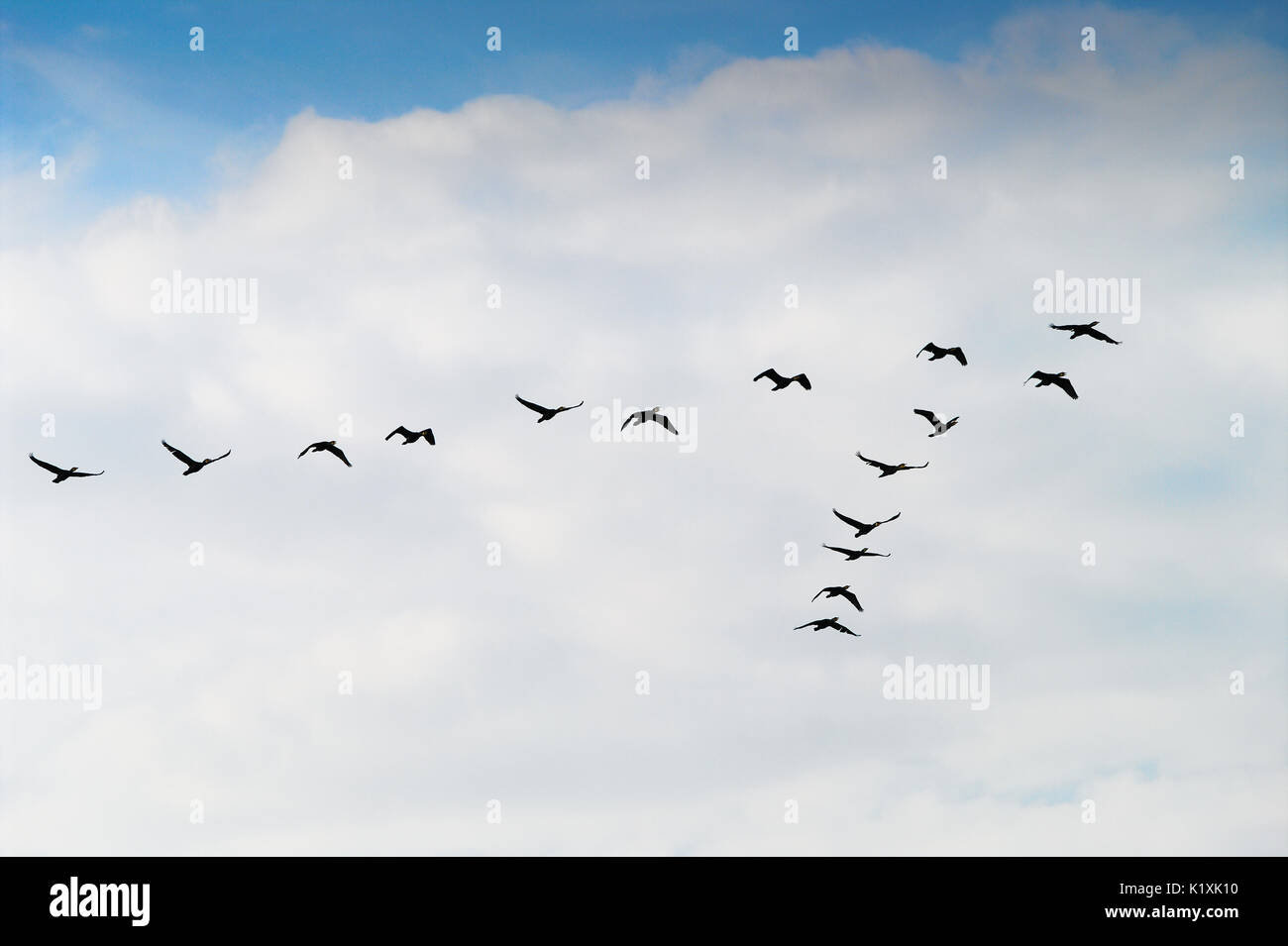 Cormorants Phalacrocorax carbo group silhouette flying high up in a V formation against the white clouds. Birds migration concept. Pomerania, Poland. Stock Photo