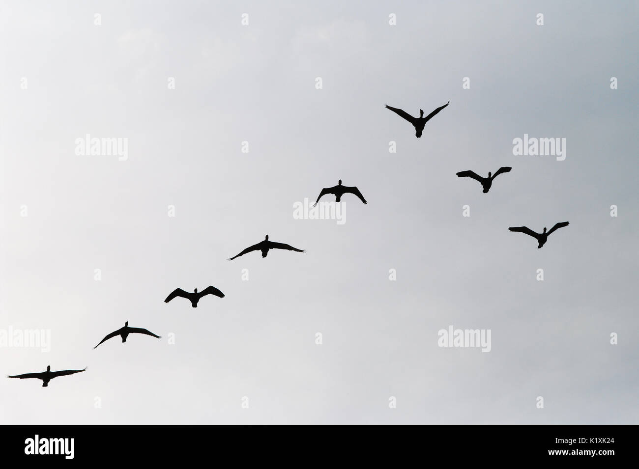 Cormorants Phalacrocorax carbo group silhouette flying high up in a V