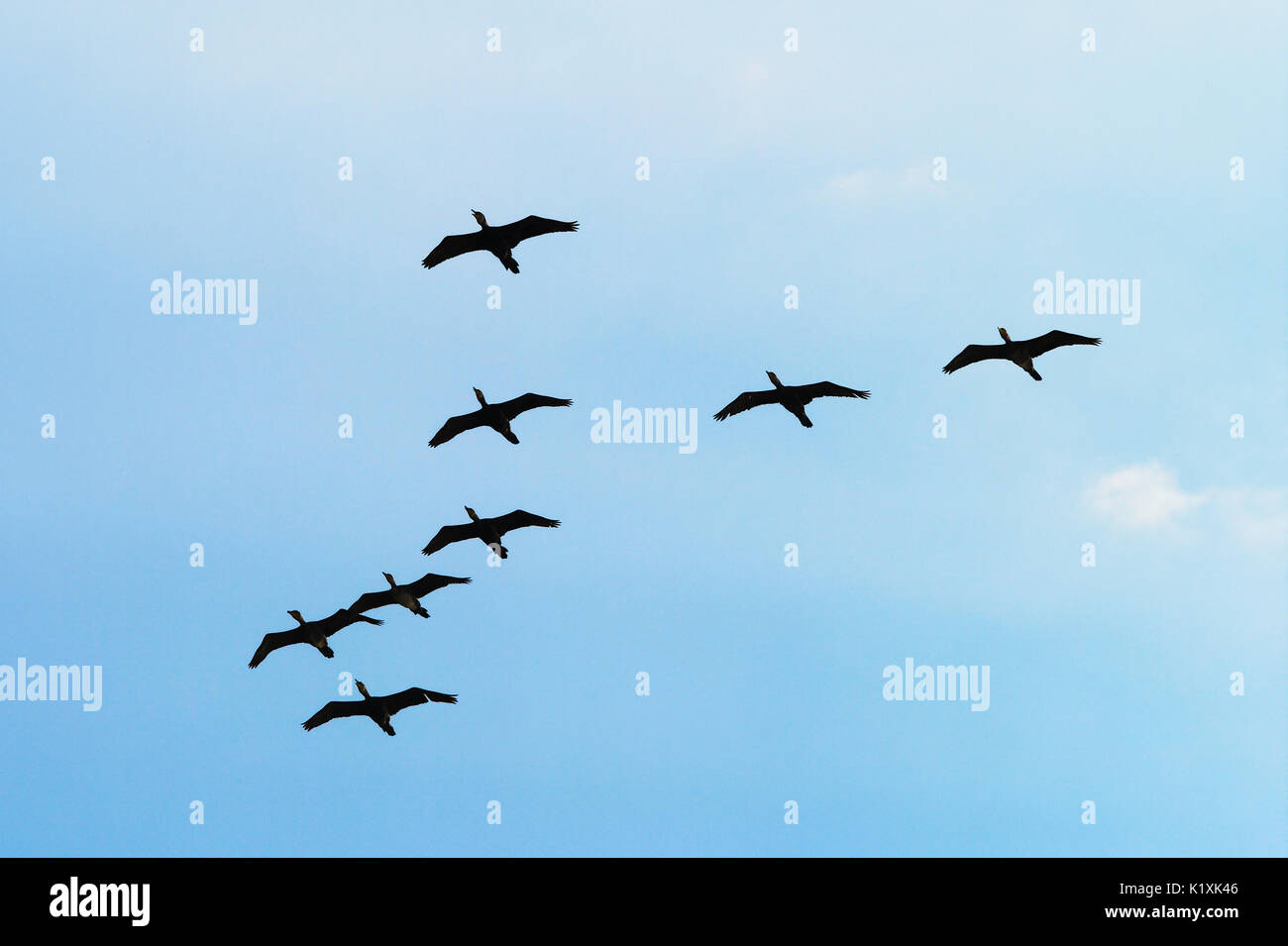 Cormorants Phalacrocorax carbo flock silhouette flying high up against the blue sky. Birds migration concept. Pomerania, northern Poland. Stock Photo