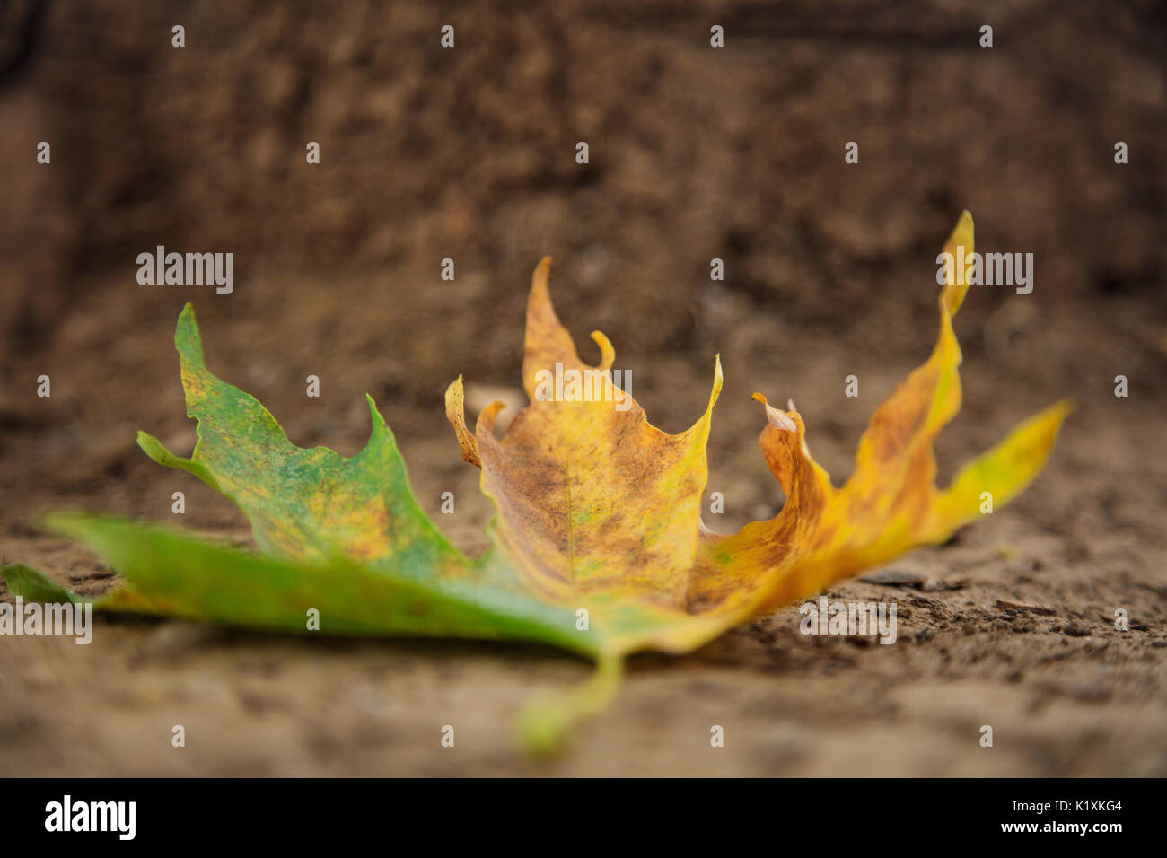 Maple leaf on the ground at autumn Stock Photo