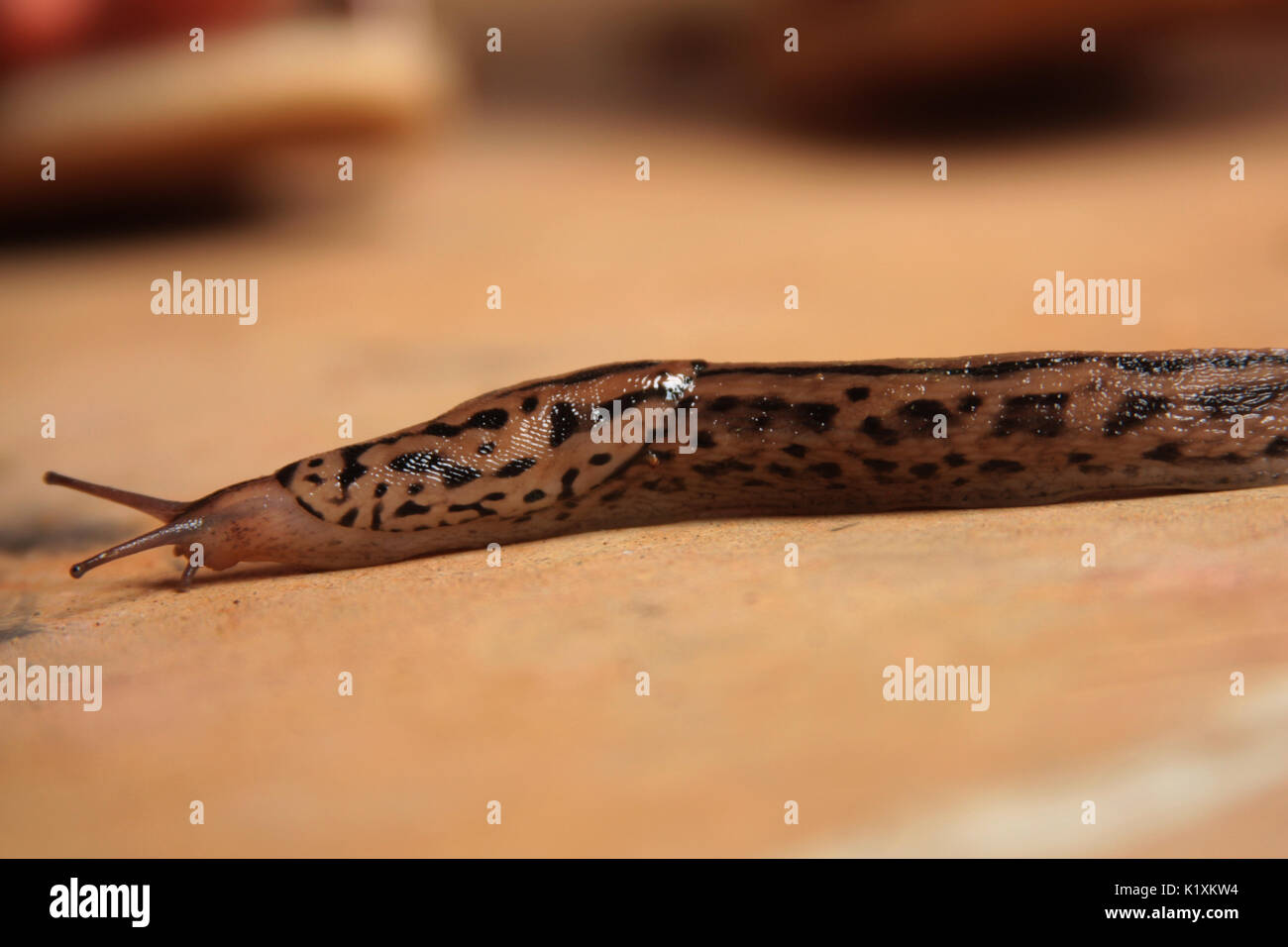 Long brown slug moving on the ground Stock Photo
