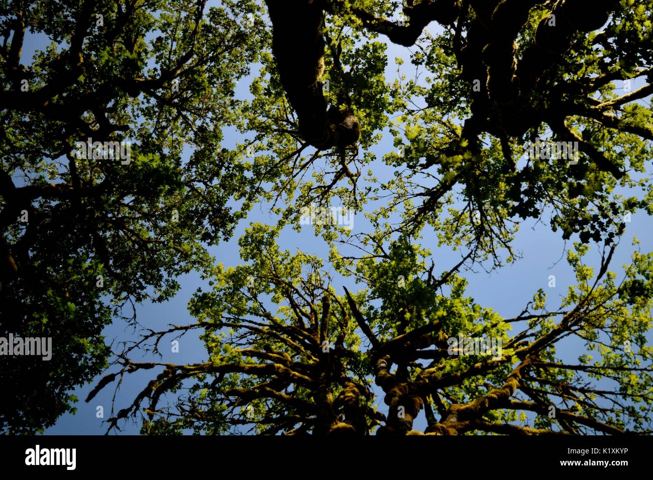 Relaxing nap under a canopy of tall trees and feeling in harmony with ...