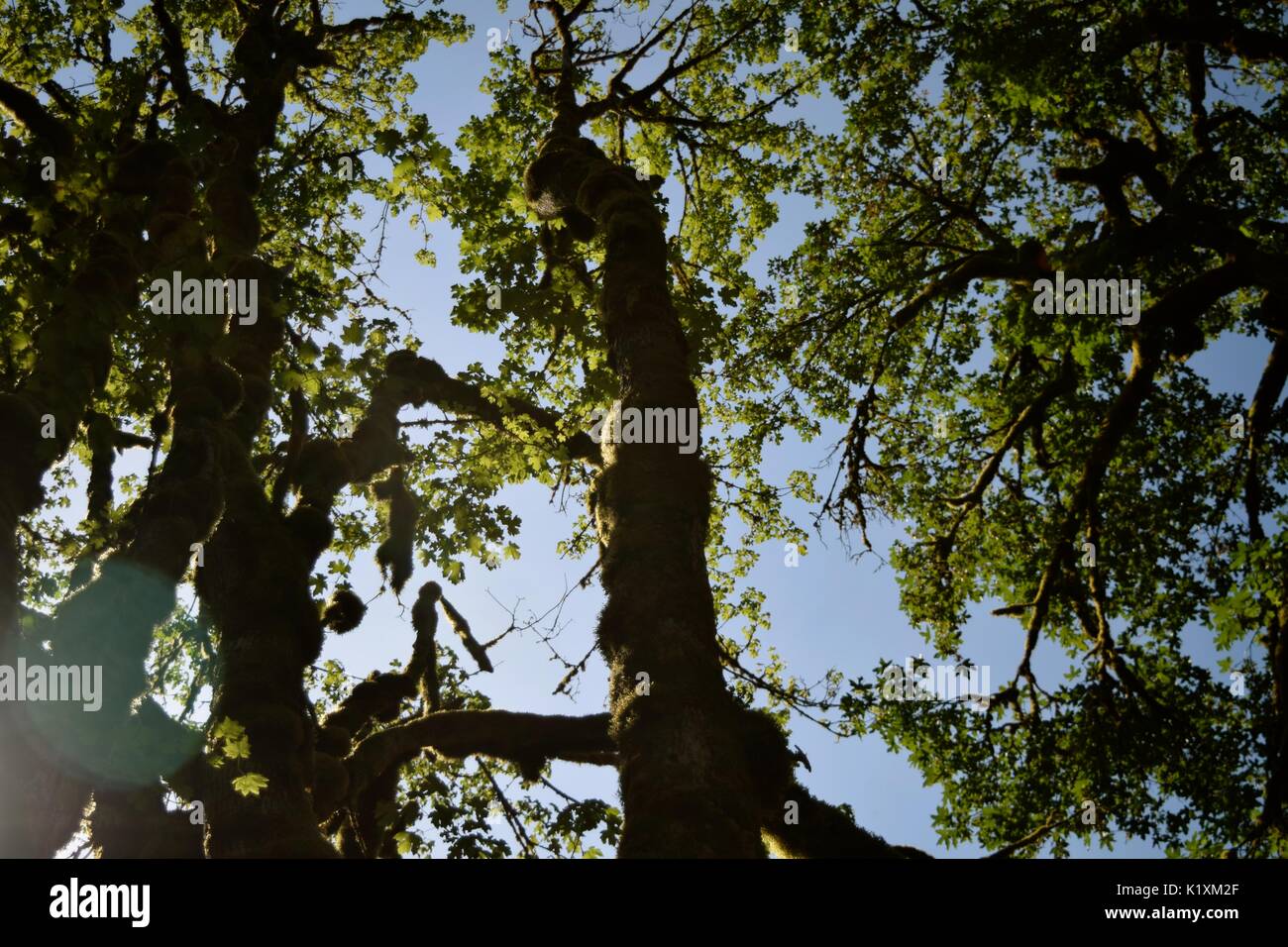 Relaxing nap under a canopy of tall trees and feeling in harmony with ...