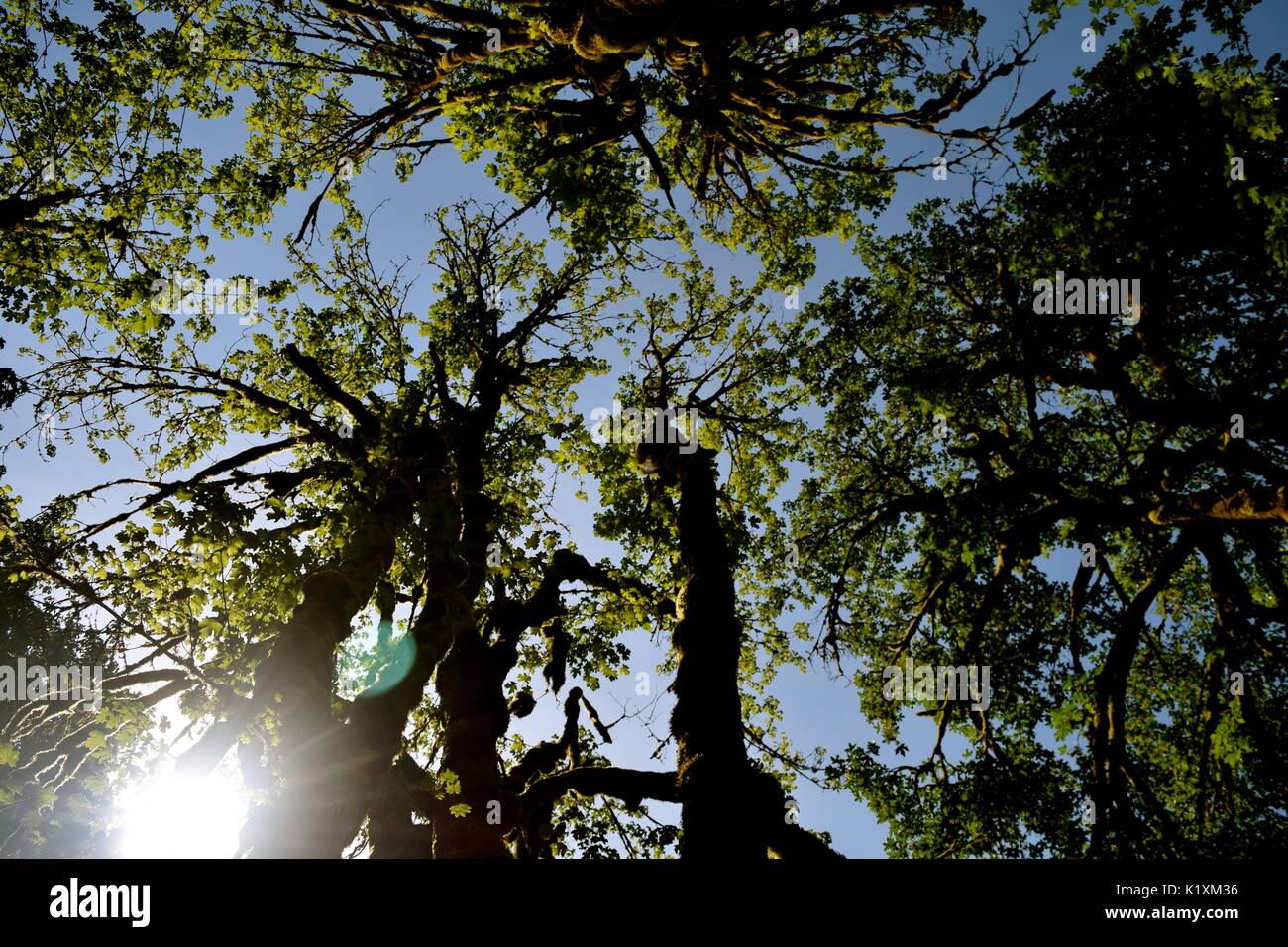 Relaxing nap under a canopy of tall trees and feeling in harmony with ...