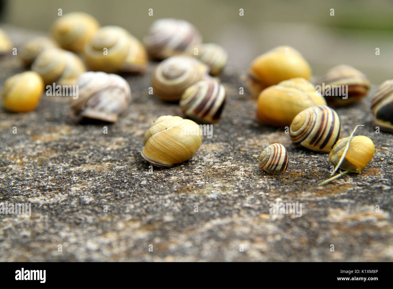 Three Snail Shell Spiral snail shells hi-res stock photography and images - Alamy