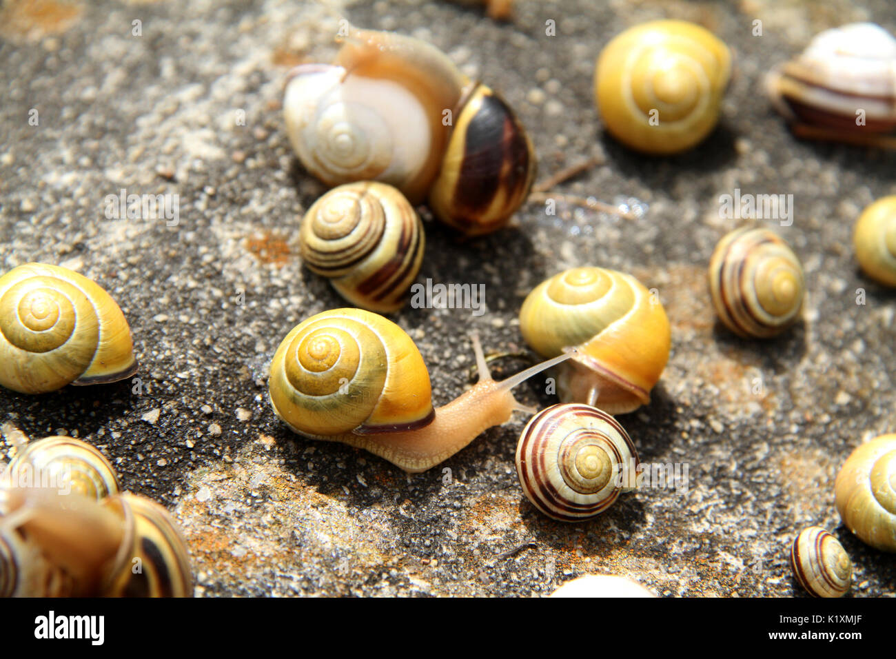 Group of varioussized snails crawling on a rock Stock Photo Alamy