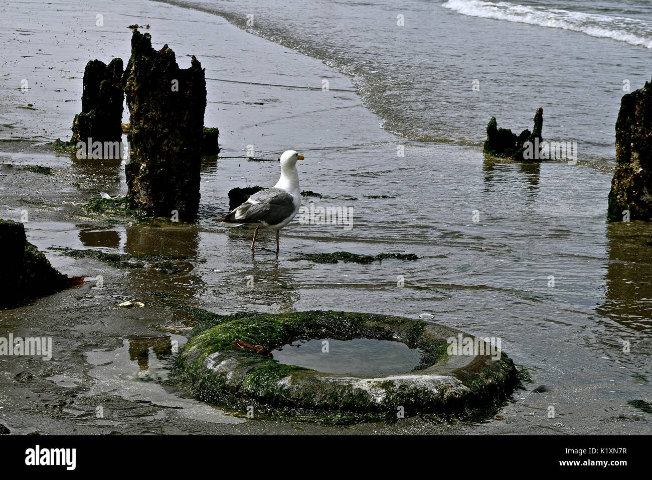 Low Tide On Puget Sound Reveals Many Sea Creatures Making