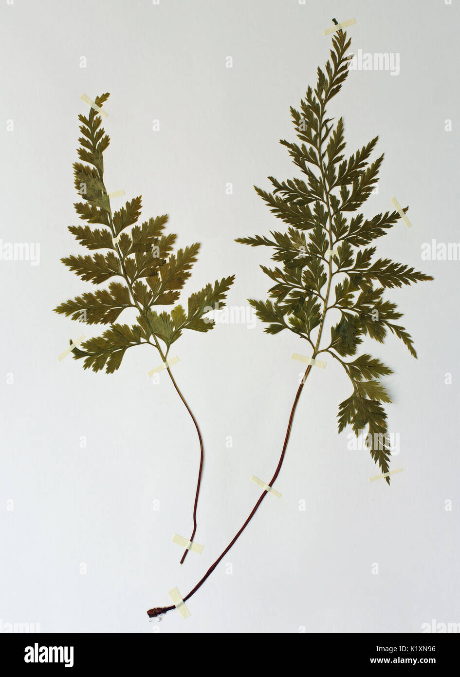a herbarium sheet with the fern Asplenium adiantum nigrum, the Black spleenwort, family Aspleniaceae Stock Photo