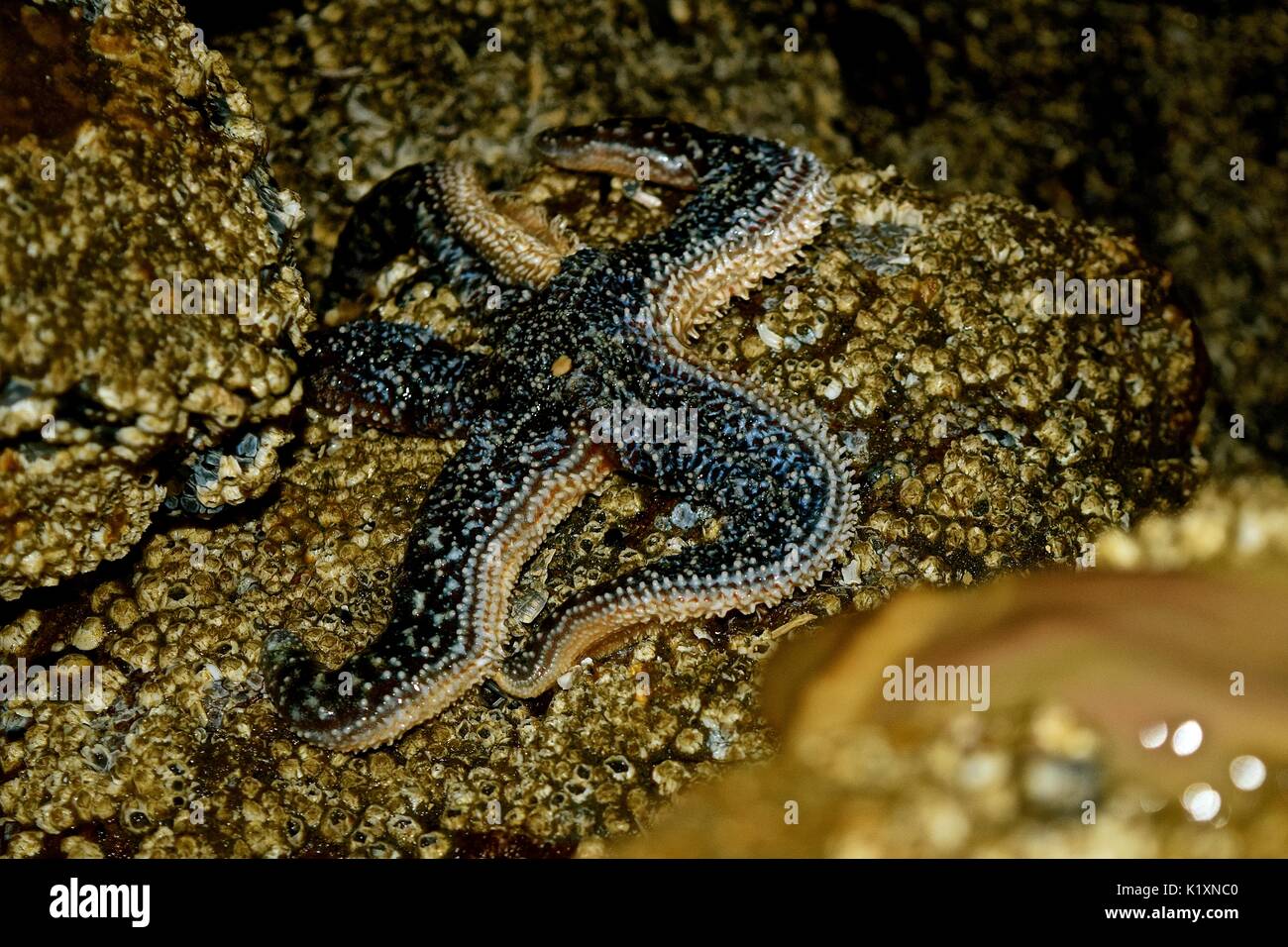 Low tide on Puget Sound reveals seabed dwellers like this starfish. Stock Photo