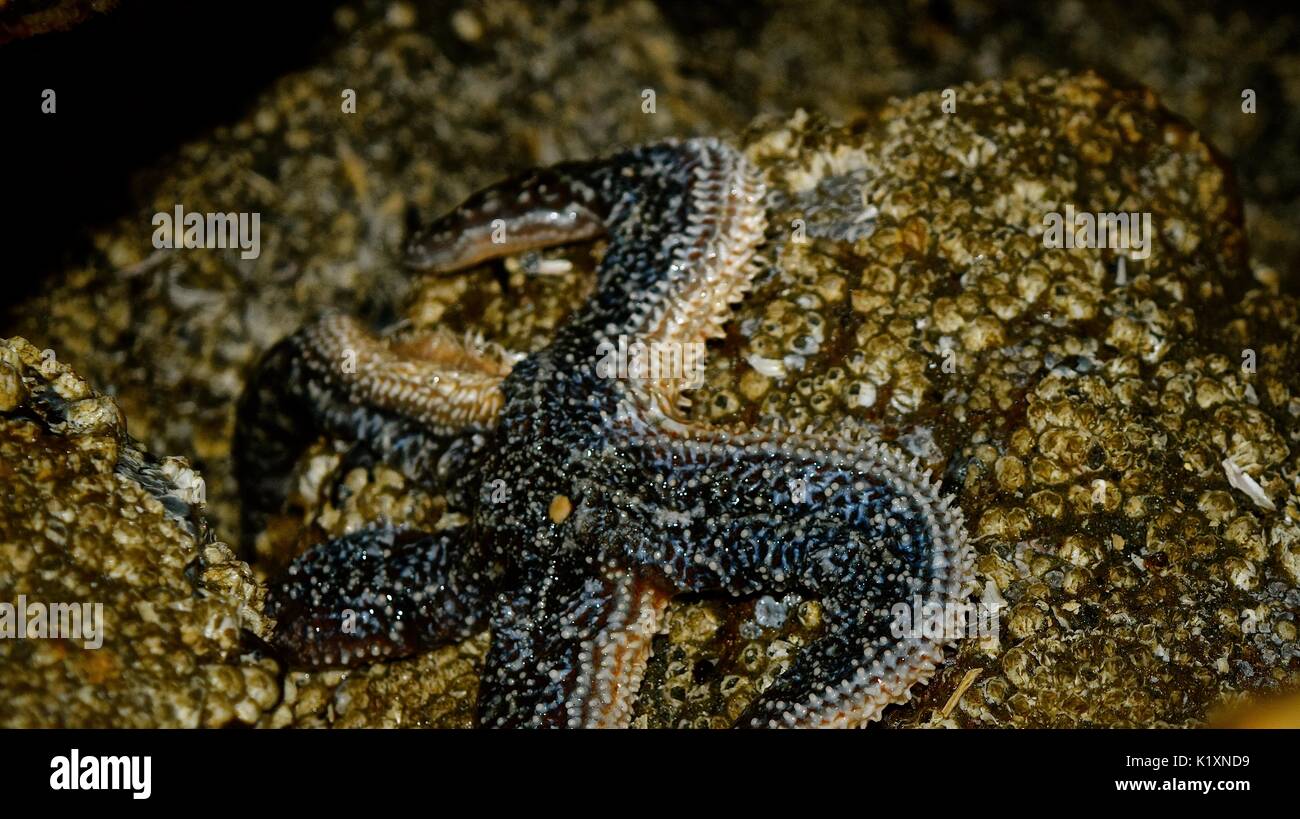 Low tide on Puget Sound reveals seabed dwellers like this starfish. Stock Photo