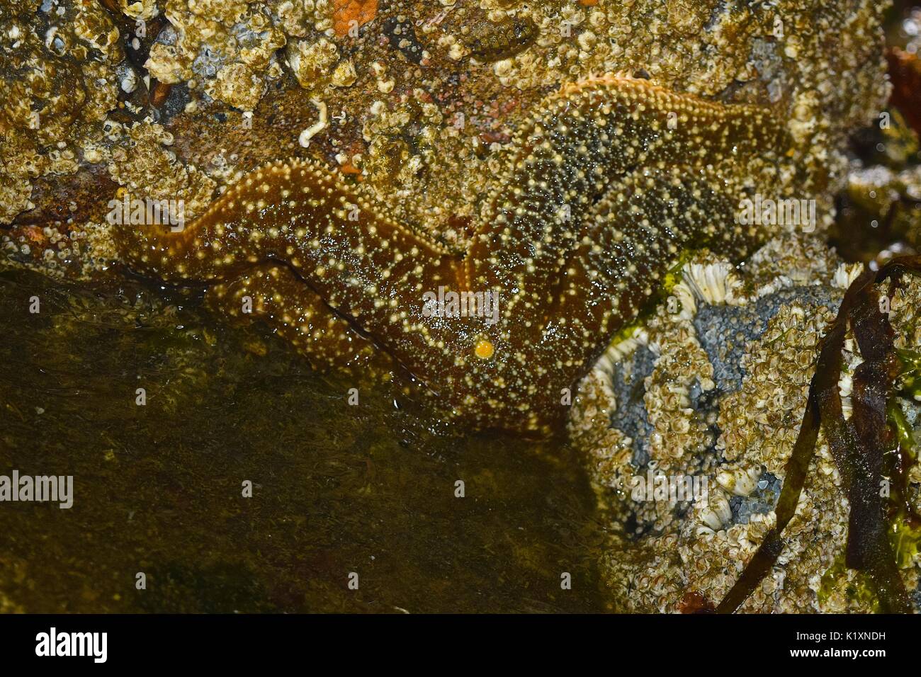 Low tide on Puget Sound reveals seabed dwellers like this starfish. Stock Photo