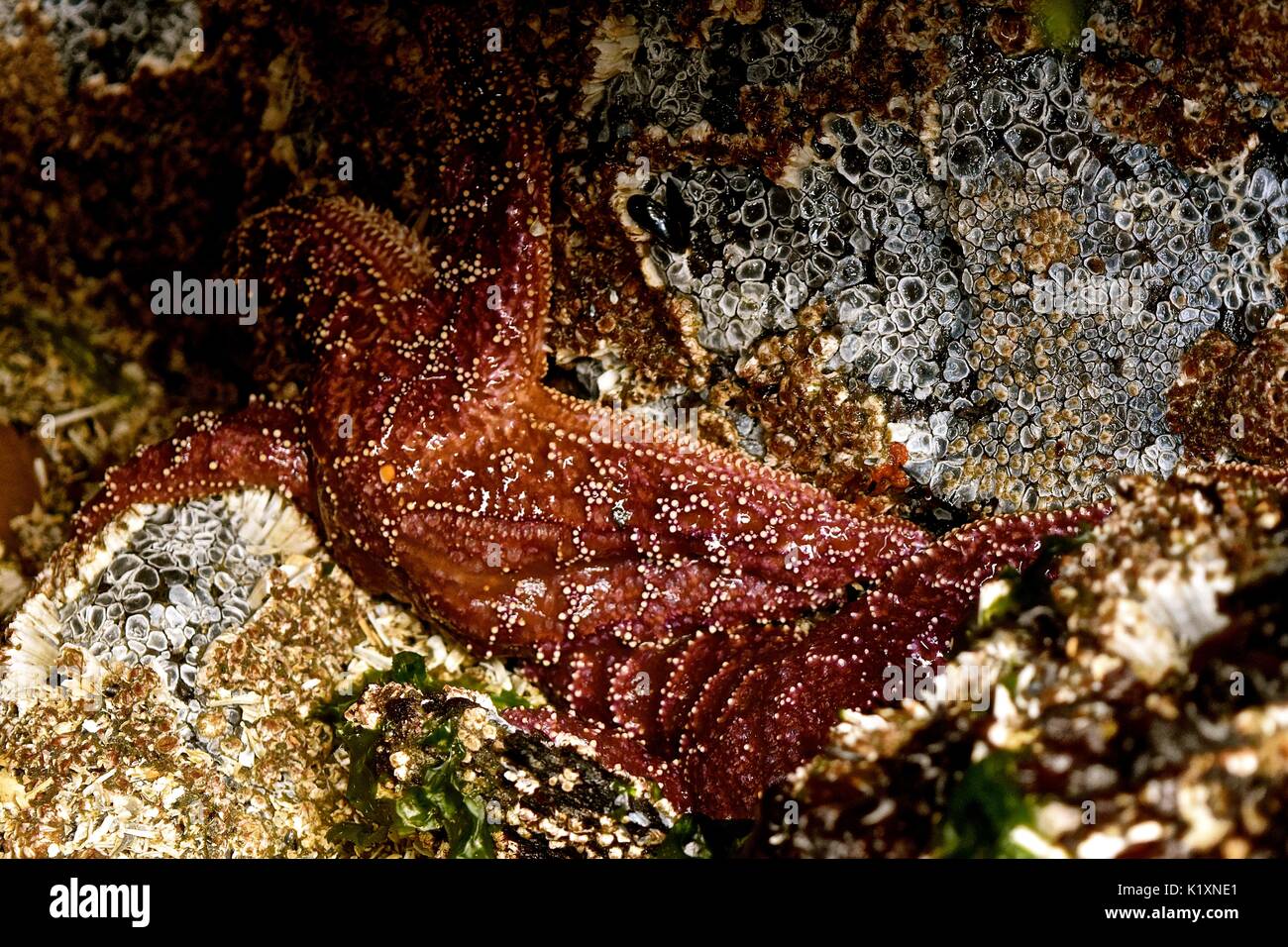 Low tide on Puget Sound reveals seabed dwellers like this starfish. Stock Photo