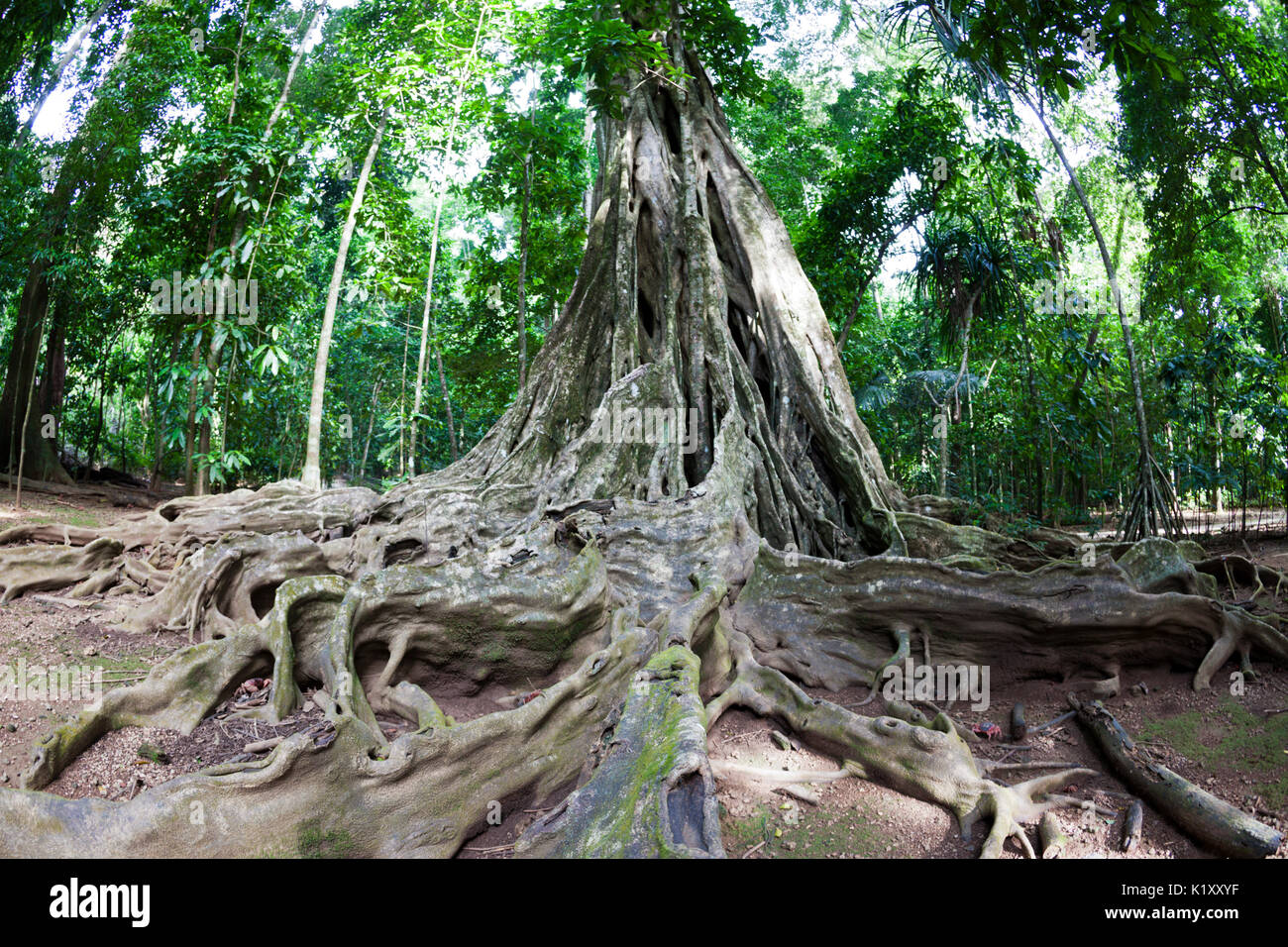 Buttress Roots of Giant Strangler Fig Tree, Ficus sp., Christmas Island ...