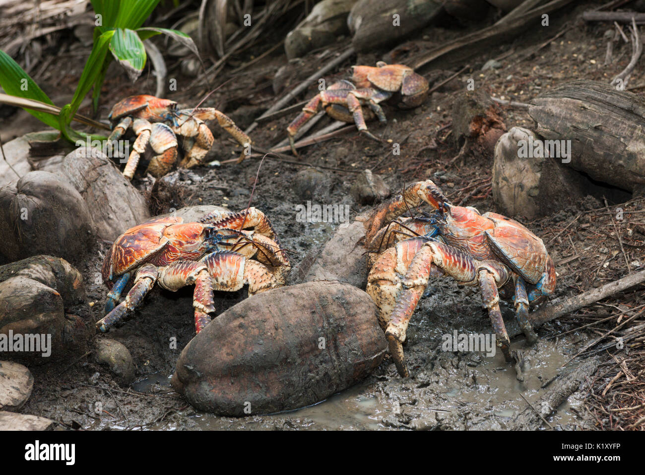 Group of Robber Crab, Birgus latro, Christmas Island, Australia Stock