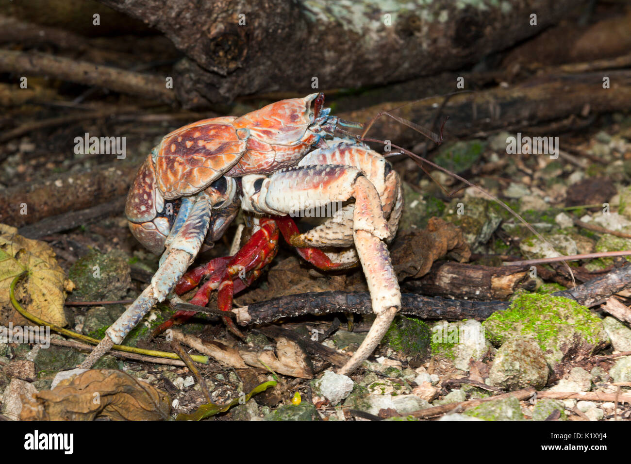 Land hermit crab australia hi-res stock photography and images - Alamy