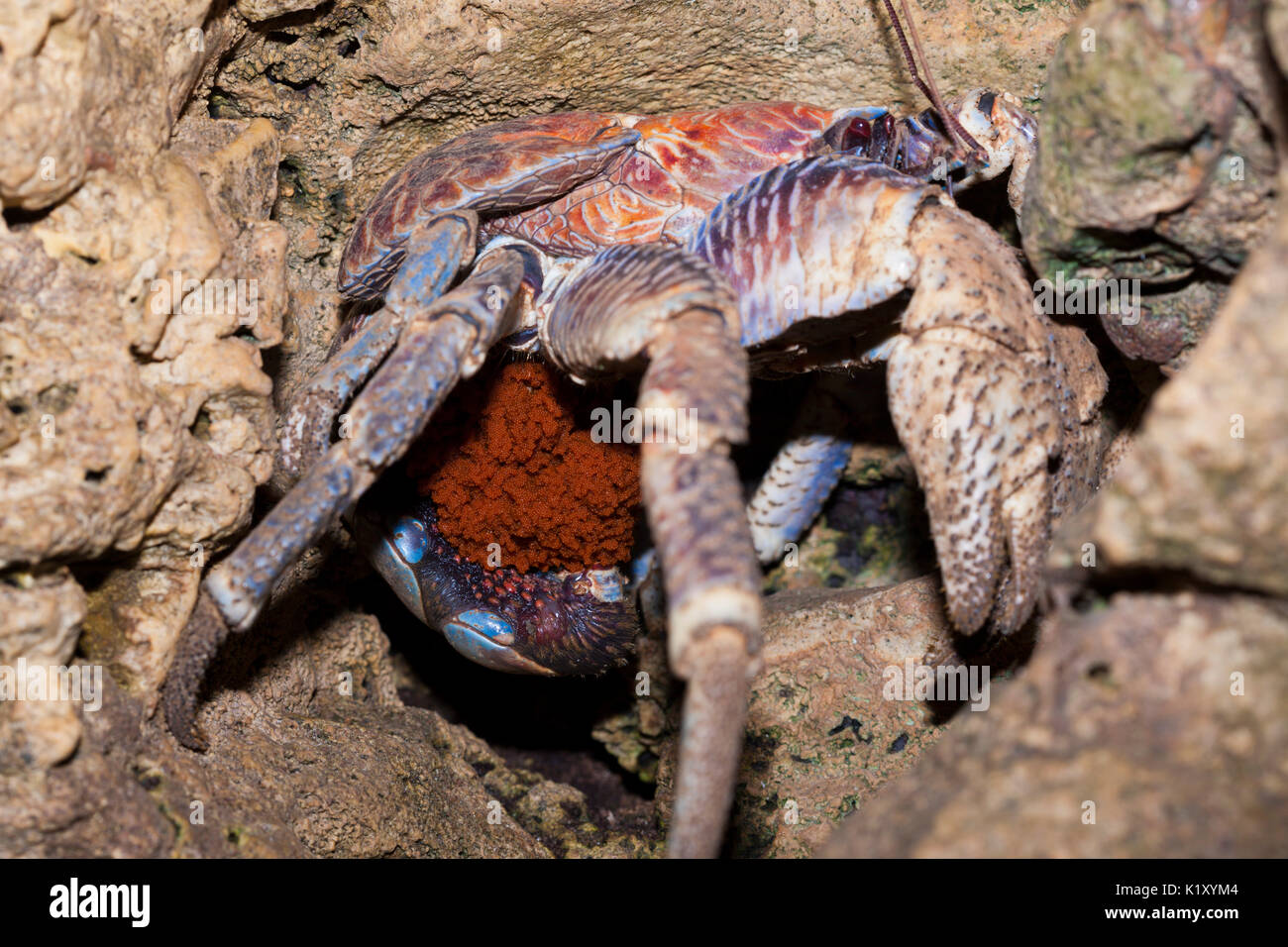 Robber Crab carries Eggs, Birgus latro, Christmas Island, Australia Stock Photo Alamy