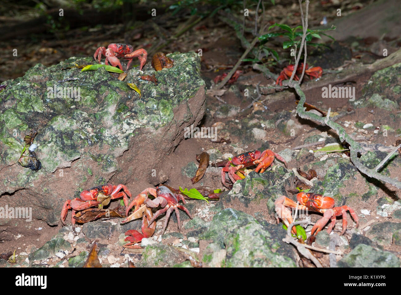 Christmas Island Red Crabs, Gecarcoidea natalis, Christmas Island, Australia Stock Photo