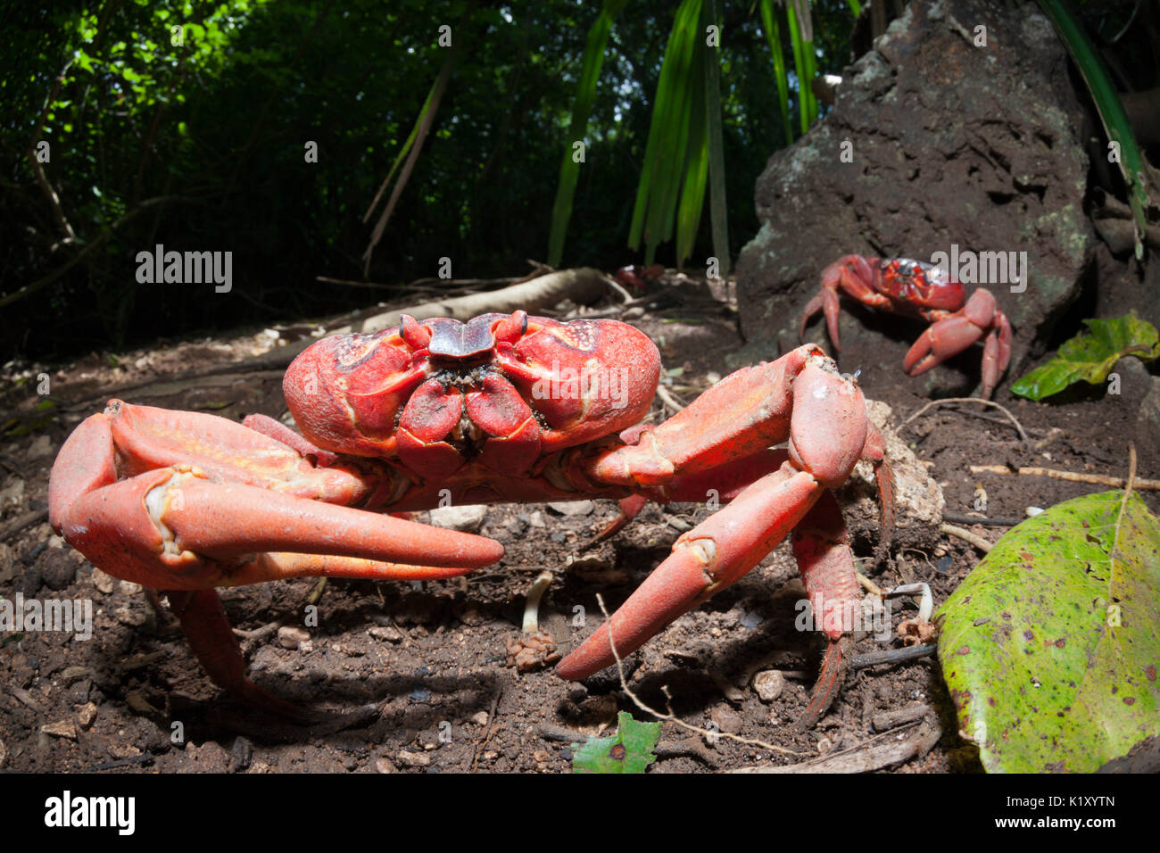 Christmas Island Red Crab, Gecarcoidea natalis, Christmas Island, Australia Stock Photo
