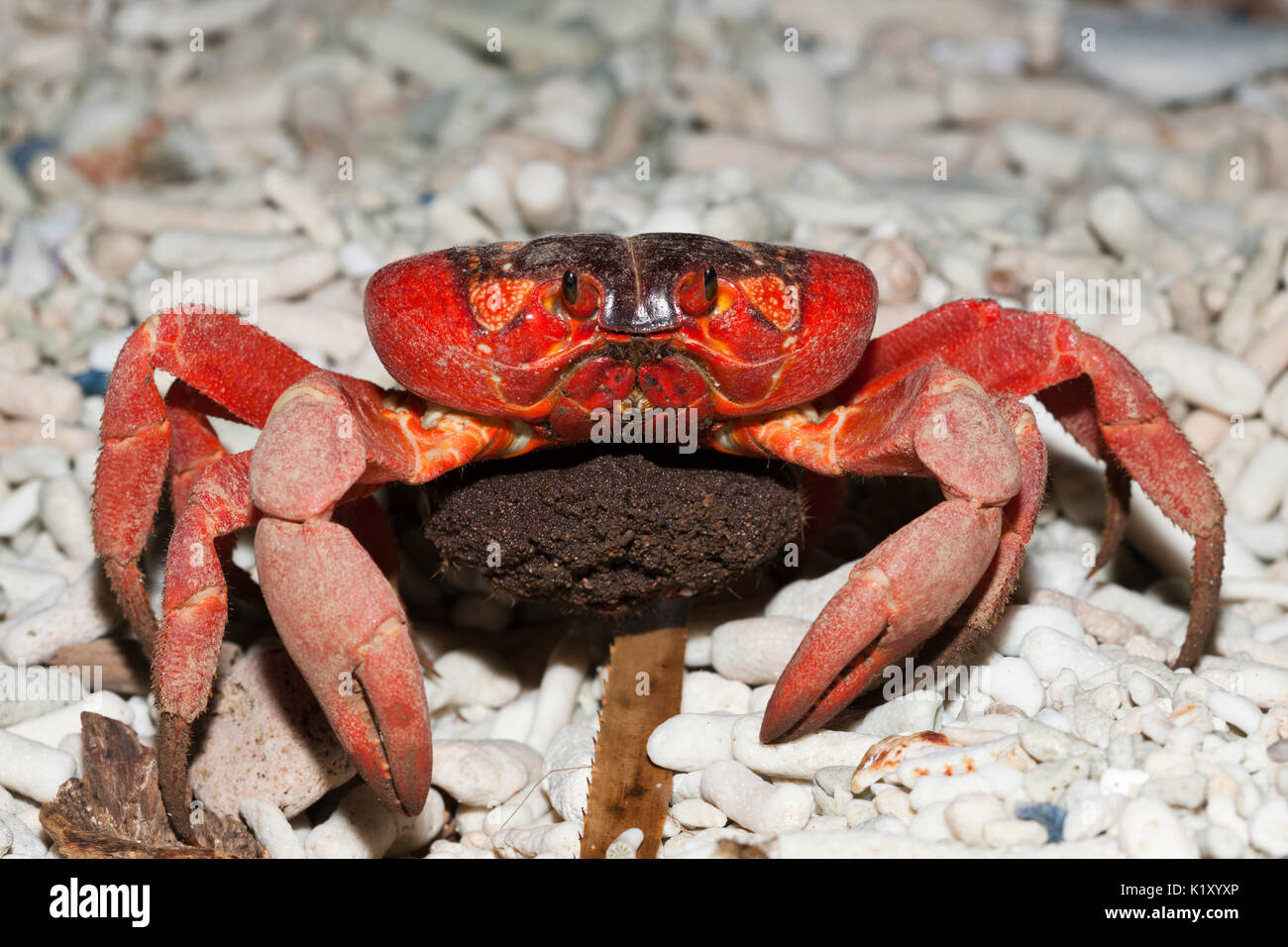 Christmas Island Red Crab with Eggs, Gecarcoidea natalis, Christmas Island, Australia Stock 