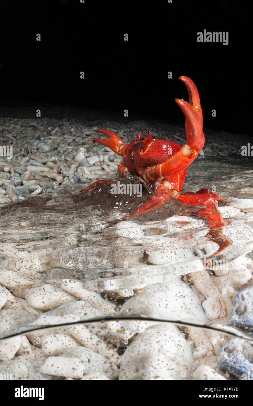 Christmas Island Red Crab release eggs into ocean, Gecarcoidea natalis