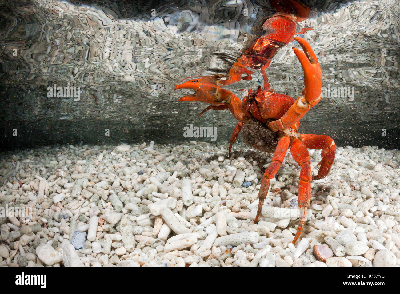 Christmas Island Red Crab release eggs into ocean, Gecarcoidea natalis