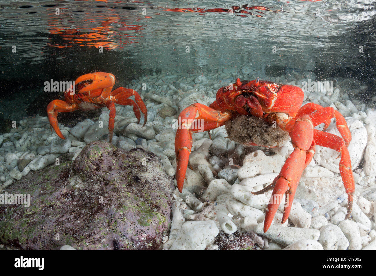 Christmas Island Red Crab release eggs into ocean, Gecarcoidea natalis