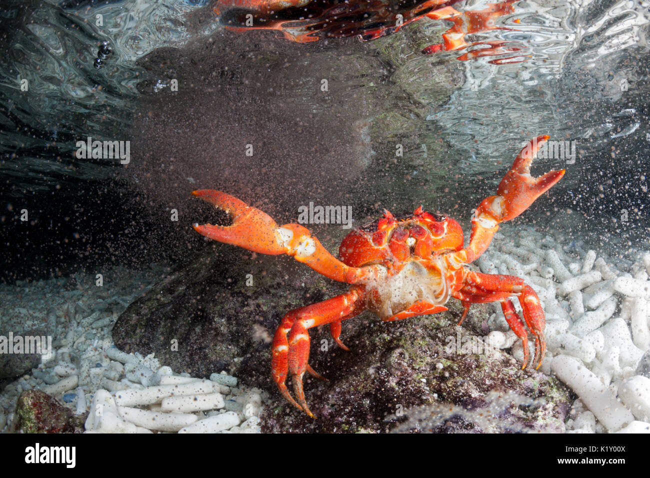 Christmas Island Red Crab release eggs into ocean, Gecarcoidea natalis
