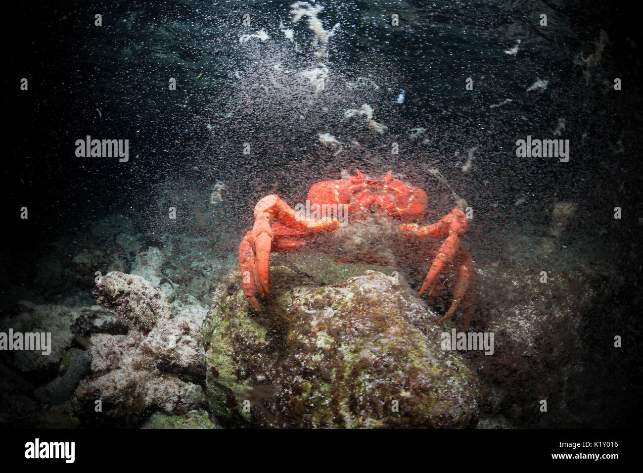 Christmas Island Red Crab release eggs into ocean, Gecarcoidea natalis, Christmas Island, Australia Stock Photo