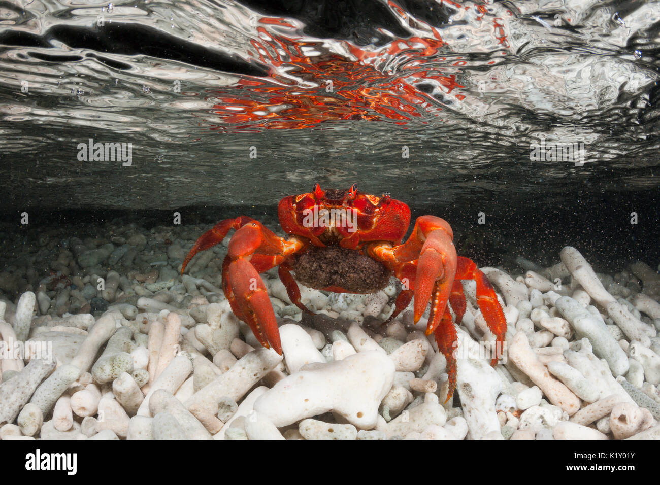 Christmas Island Red Crab release eggs into ocean, Gecarcoidea natalis