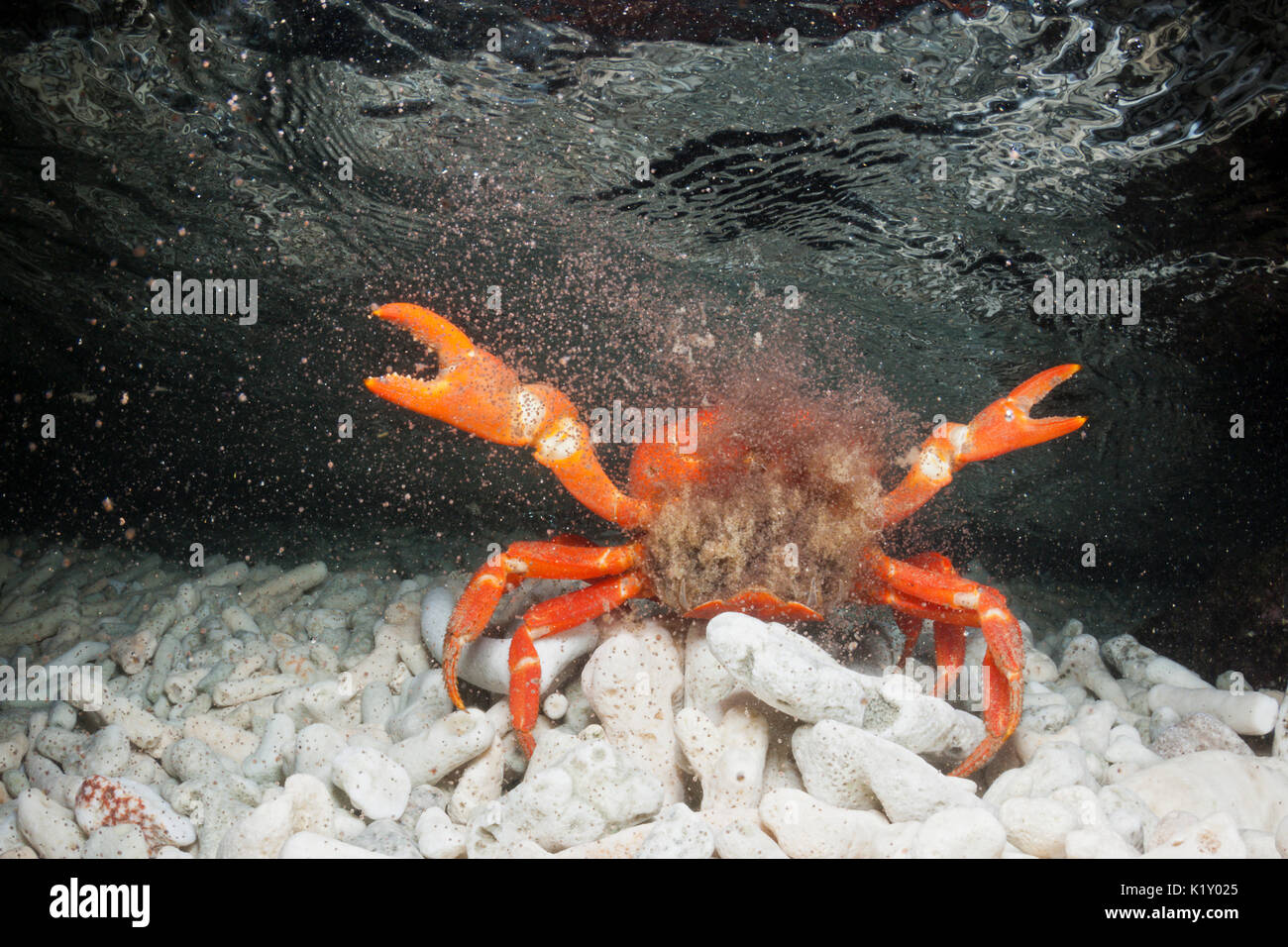 Christmas Island Red Crab release eggs into ocean, Gecarcoidea natalis, Christmas Island, Australia Stock Photo