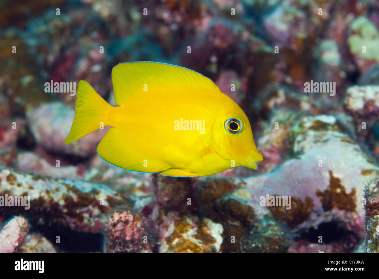 Yelloweye Bristletooth, Ctenochaetus truncatus, Christmas Island, Australia Stock Photo