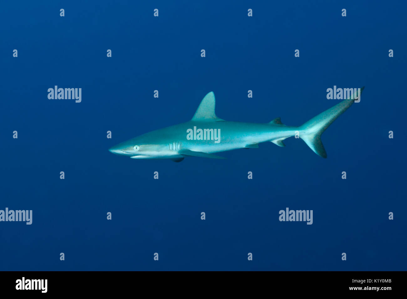 Grey Reef Shark, Carcharhinus amblyrhynchos, Christmas Island ...