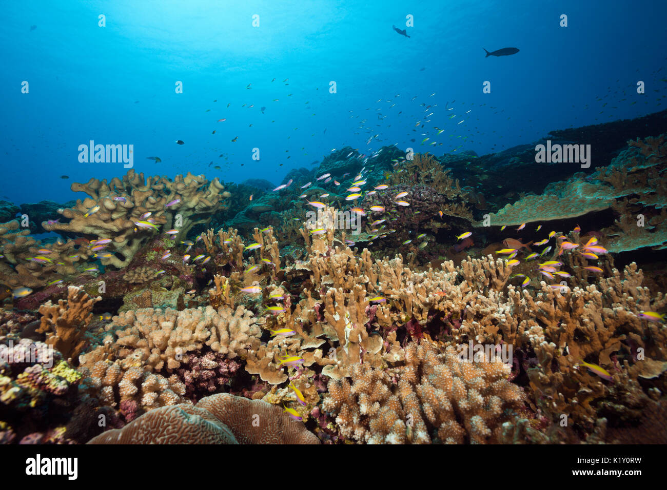 Yellowback Anthias over Coral Reef, Pseudanthias evansi, Christmas Island, Australia Stock Photo