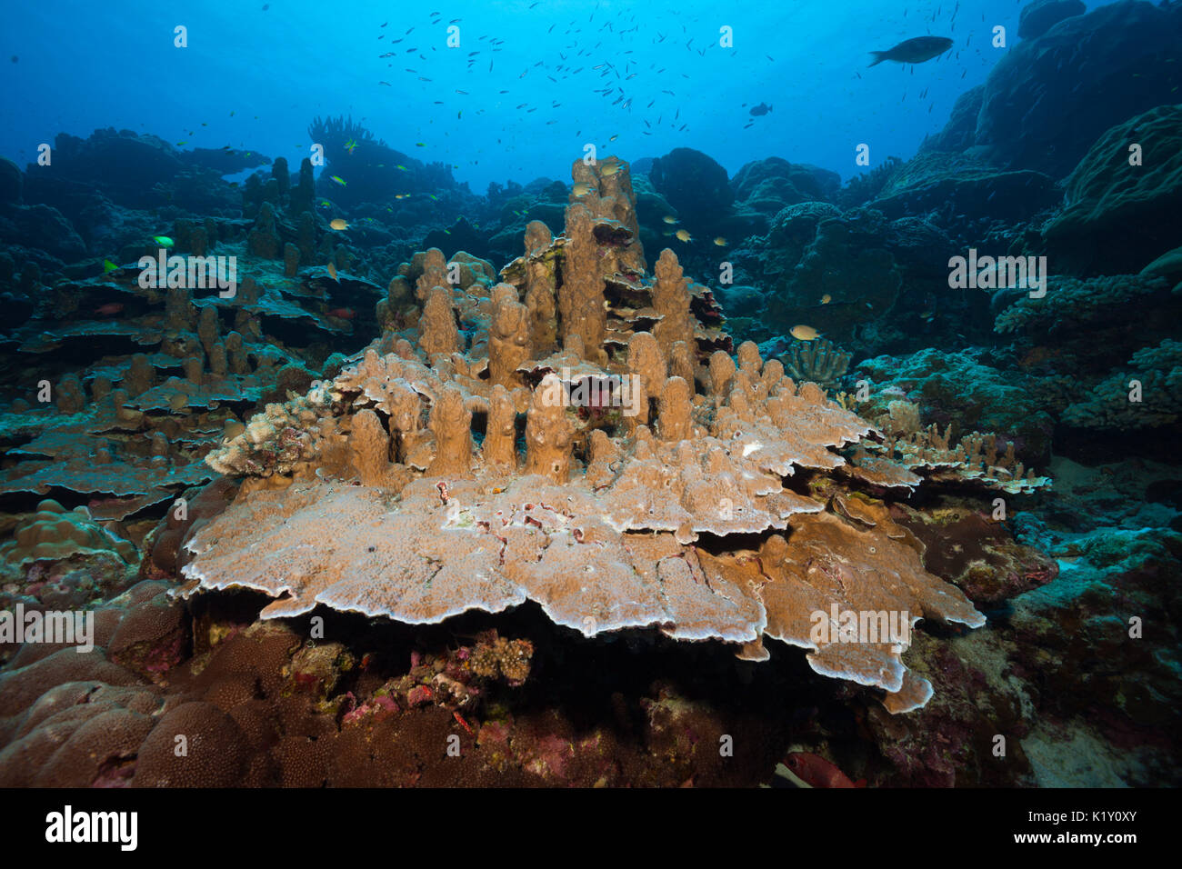 Giant Porites Coral, Porites sp., Christmas Island, Australia Stock Photo