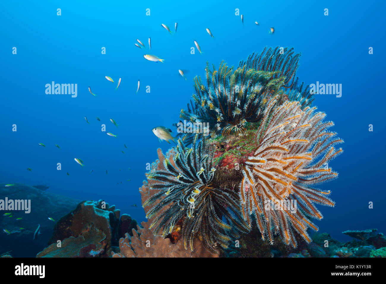 Feather Star in Coral Reef, Comantheria sp., Christmas Island, Australia Stock Photo