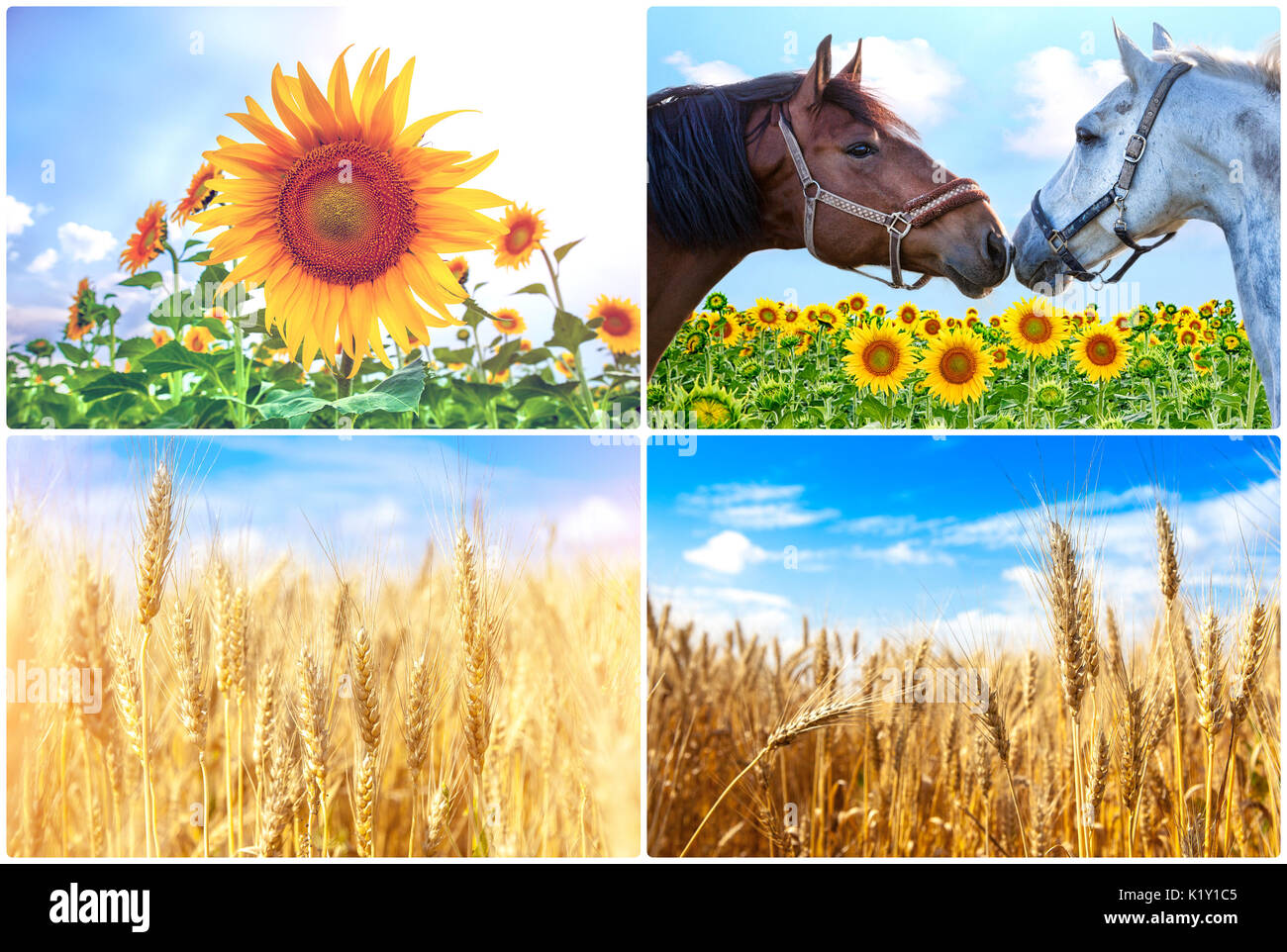 Wheat field. Ears of golden wheat close up. Beautiful Nature Sunset Landscape. Rural Scenery under Shining Sunlight. Background of ripening ears of meadow wheat field. Rich harvest Concept. Sunflower in field, with an expressive sky. Stock Photo
