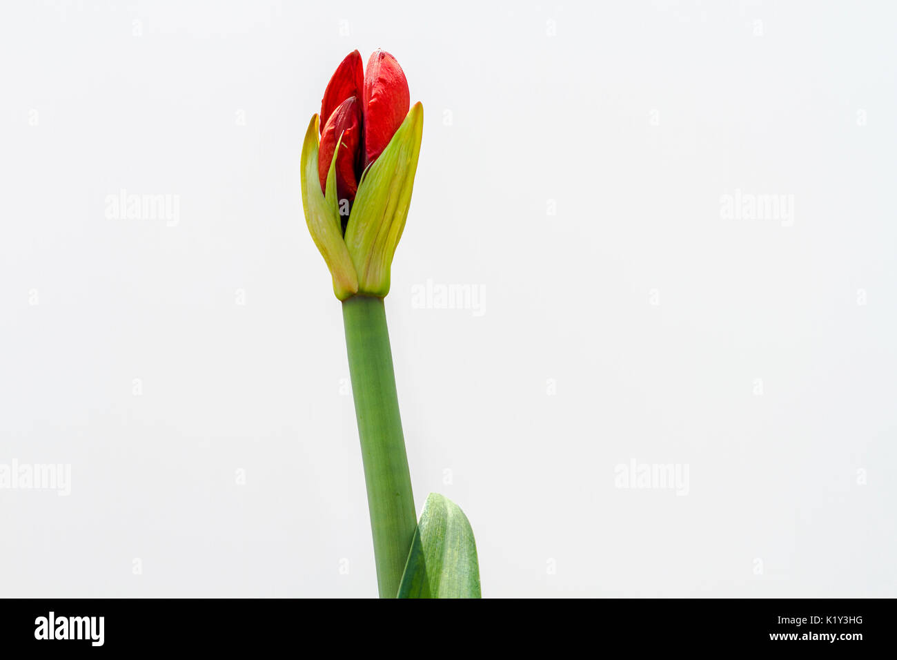 Amaryllis Flower red Sprout Stock Photo Alamy