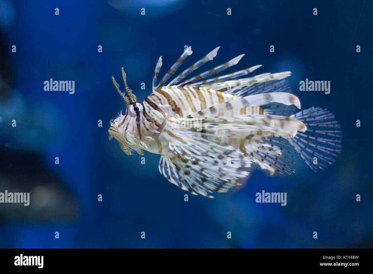 Lionfish in blue water Stock Photo