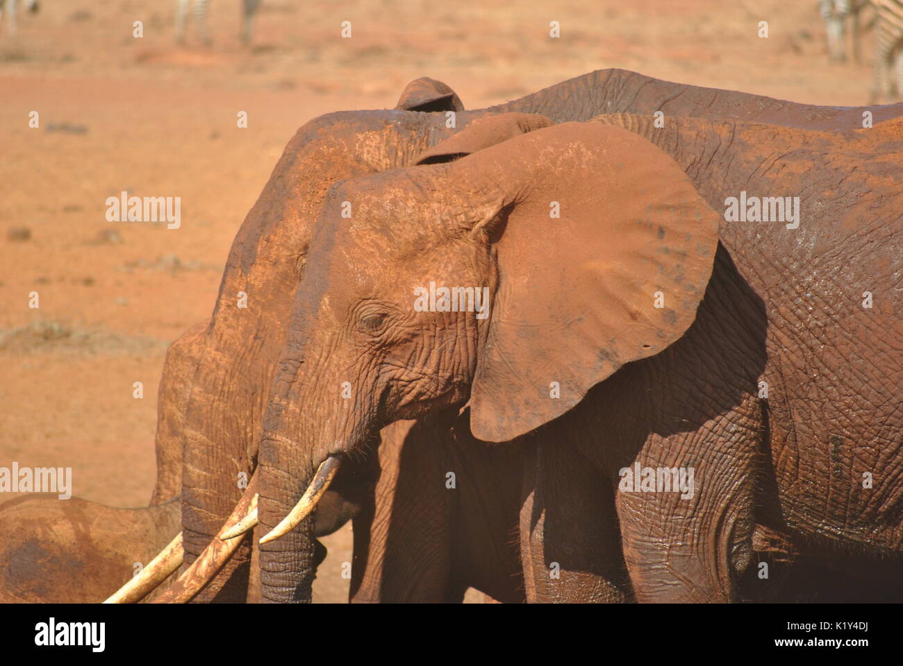 Companionship Stock Photo