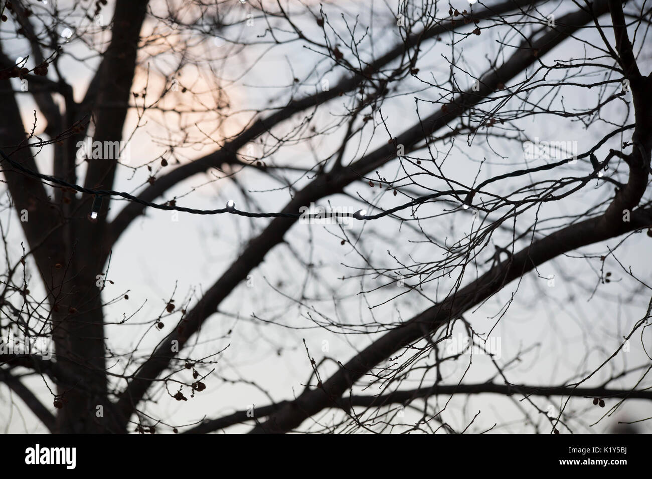 Small white Christmas lights barely visible at dusk Stock Photo Alamy