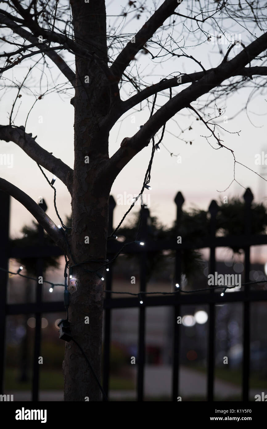 Small white Christmas lights barely visible at dusk Stock Photo Alamy
