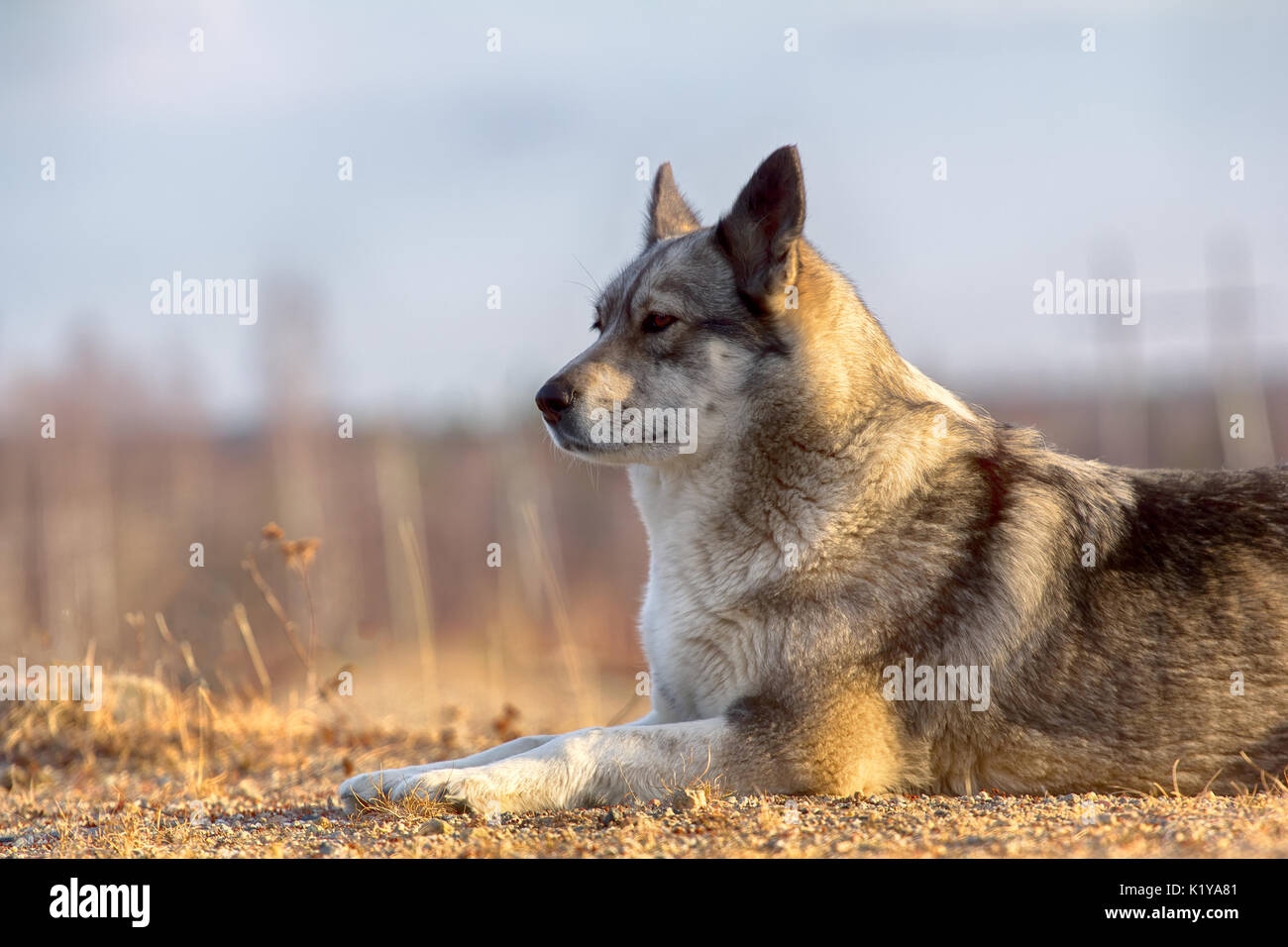 siberian wolfhound