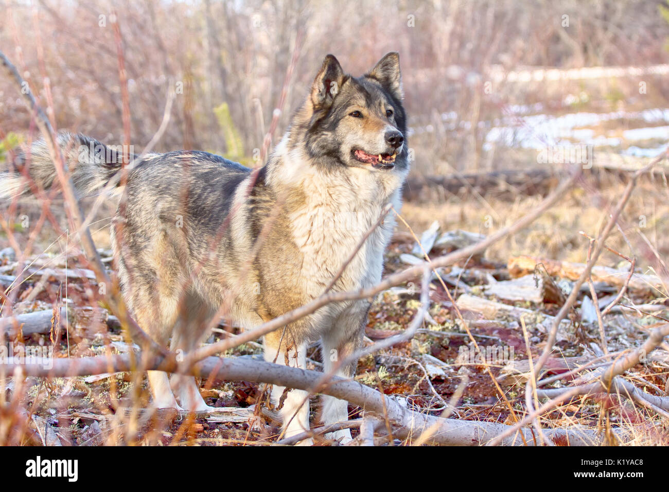 Hunting scene with dogs. East Siberian Laika (related breed husky) - weasel disappeared in brushwood, dog stomps his feet and barks trying to scare an Stock Photo
