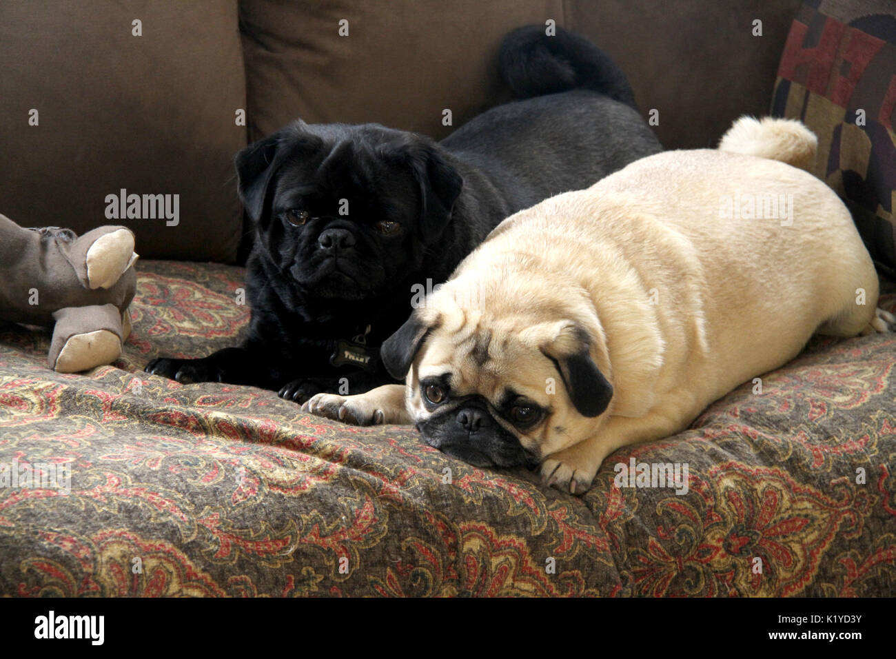 Two Pugs On The Couch Stock Photo 156110975 Alamy