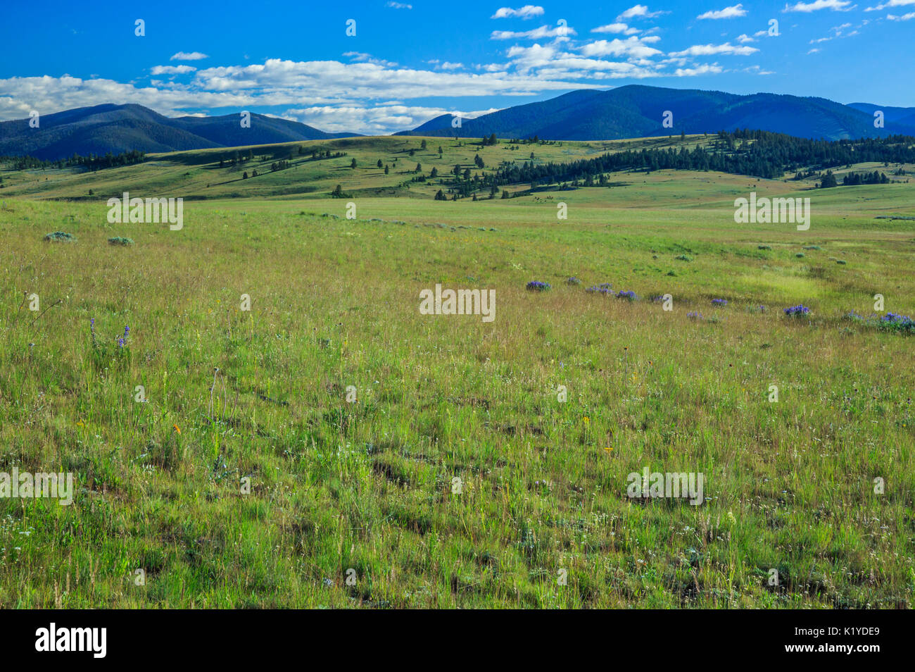 meadows in the nevada creek basin below the continental divide near