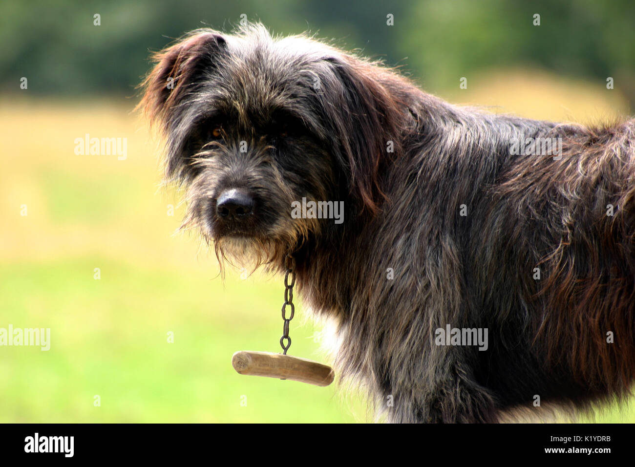Guard dog in the yard Stock Photo Alamy