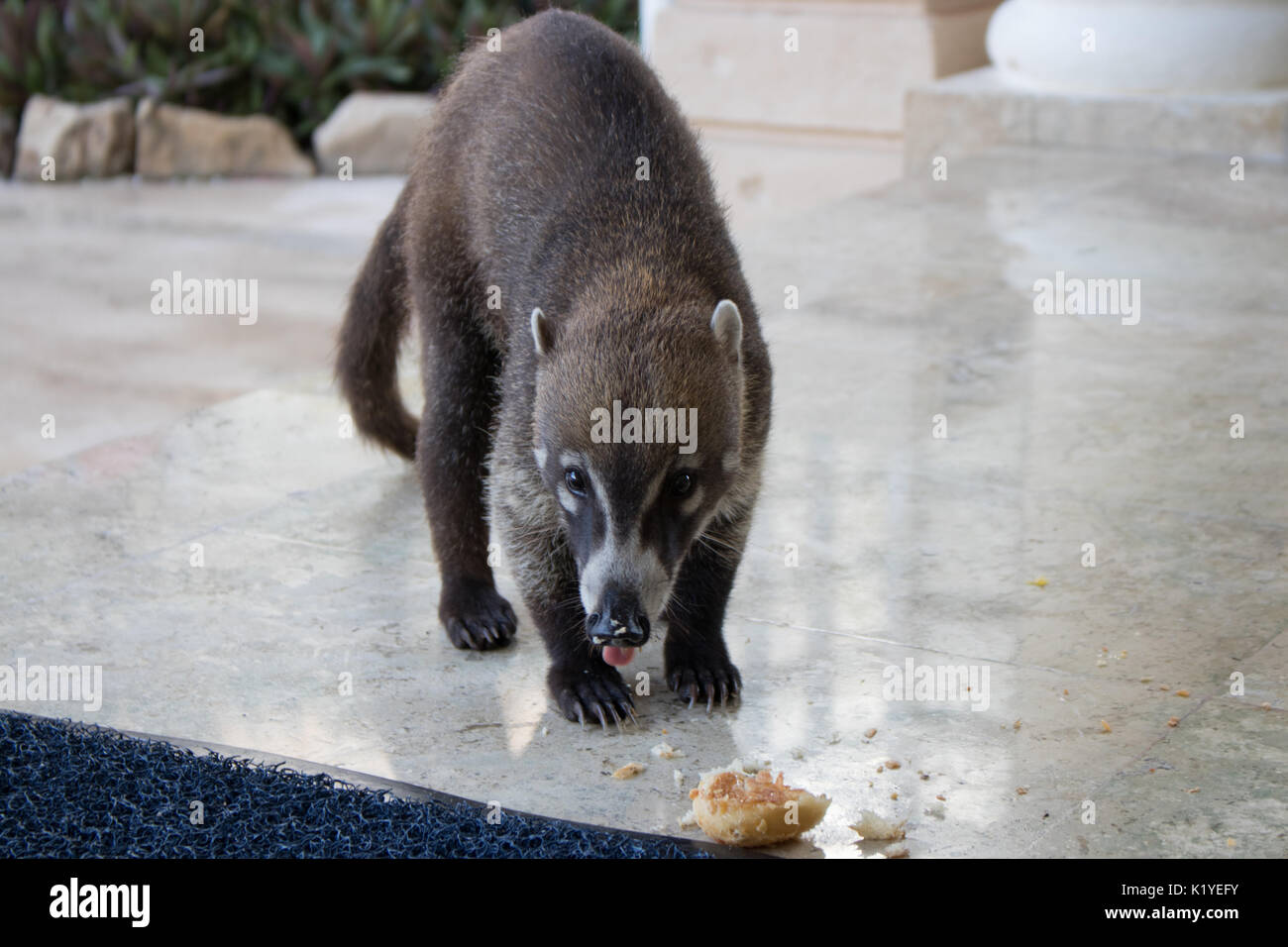 Coati on marble hotel floor eating a pastry Stock Photo