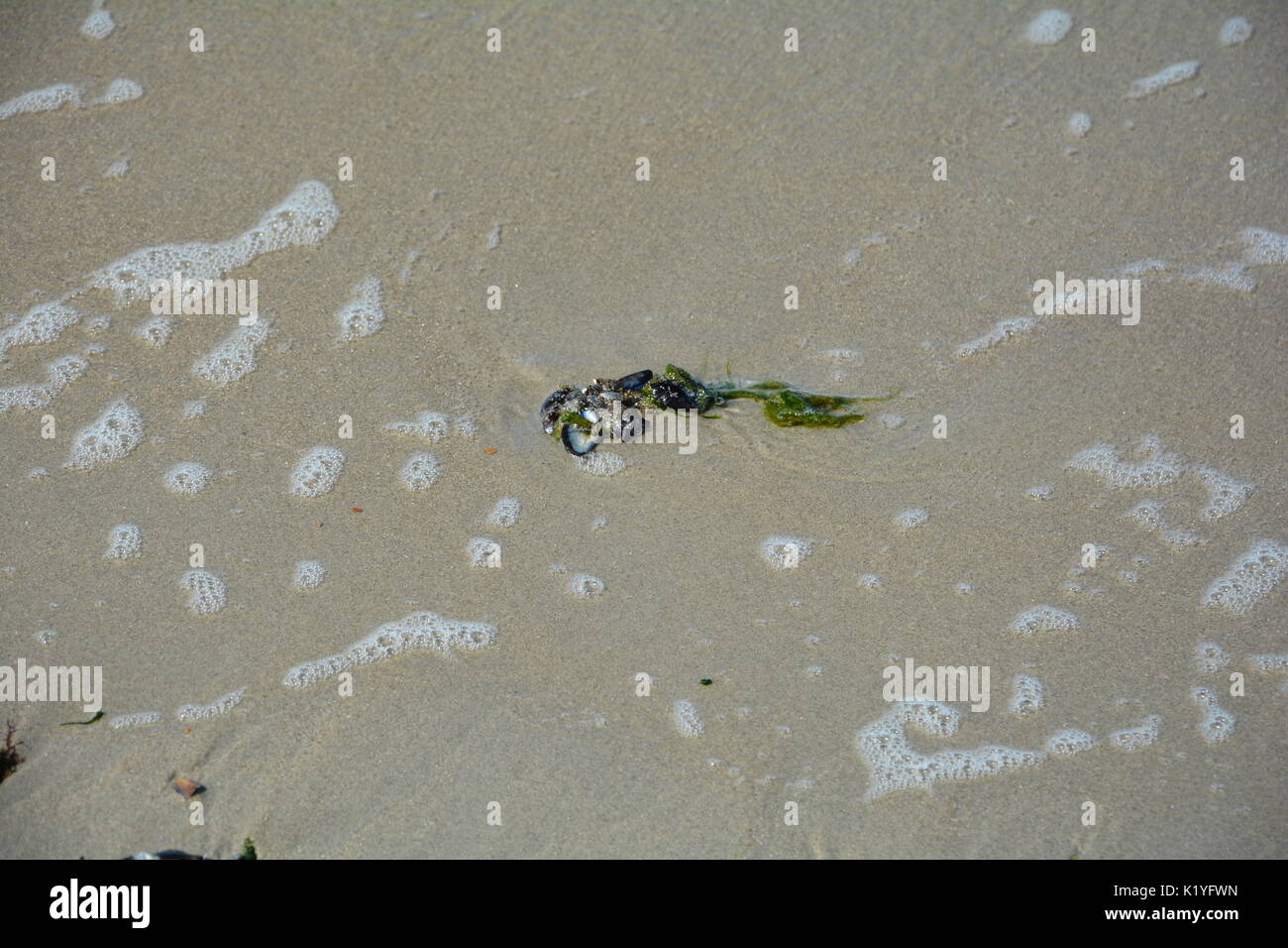 Sea grass and mussels on the sandy beach Stock Photo Alamy